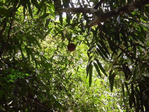 Cây Mây lộ. Hydnocarpus annamensis - Cây Thuốc Nam Quanh Ta